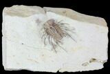 Rare, Spiny Ceratonurus Trilobite - Black Cat Mountain #103890-1